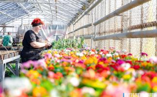 1 миллион 100 тысяч цветов украсят Витебск в этом году