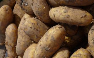 В Толочинском районе приступили к посадке картофеля