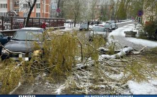 В Витебске 19 апреля зафиксировано шесть случаев падения деревьев на машины