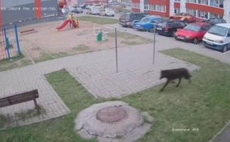 Волк, бродивший по улицам Витебска и его окрестностям, обезврежен