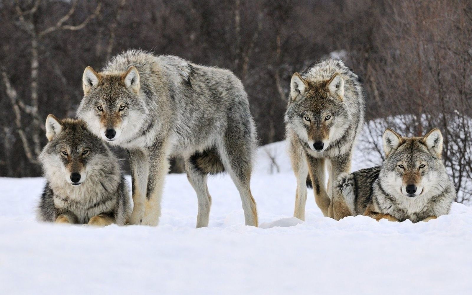 В Шумилинском районе стая волков загрызла крупного лося