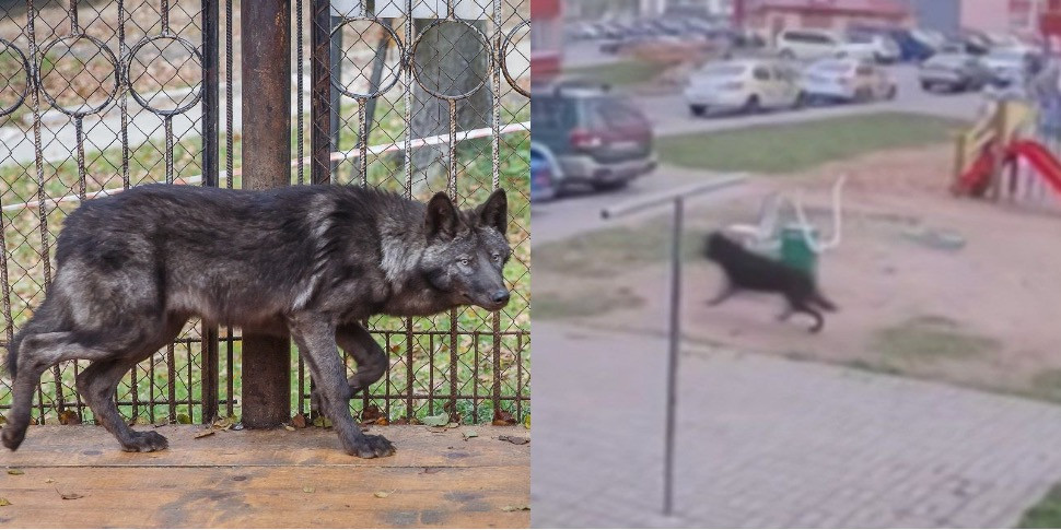 Поймали ли в Витебске дикое животное – предположительно волка?