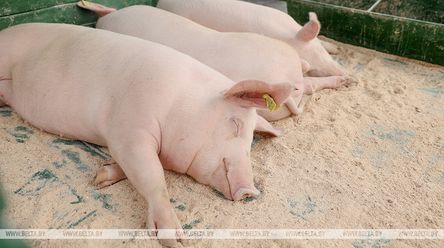 Новый свиноводческий репродуктор планируется запустить в Лиозненском районе в 2021 году
