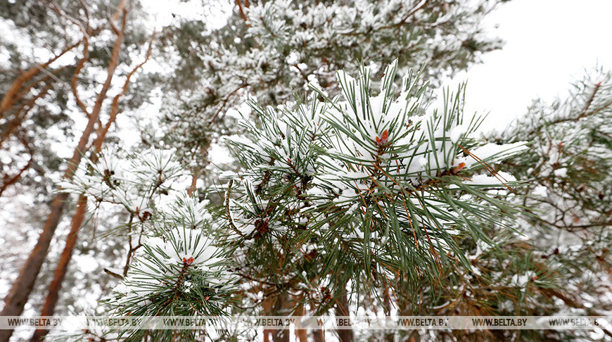 Погода в Витебске на 29 января: кратковременный снег и до -4°C