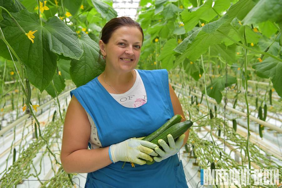 Овощеводы "Рудаково" в Витебском районе будут собирать второй урожай огурцов до 1 ноября