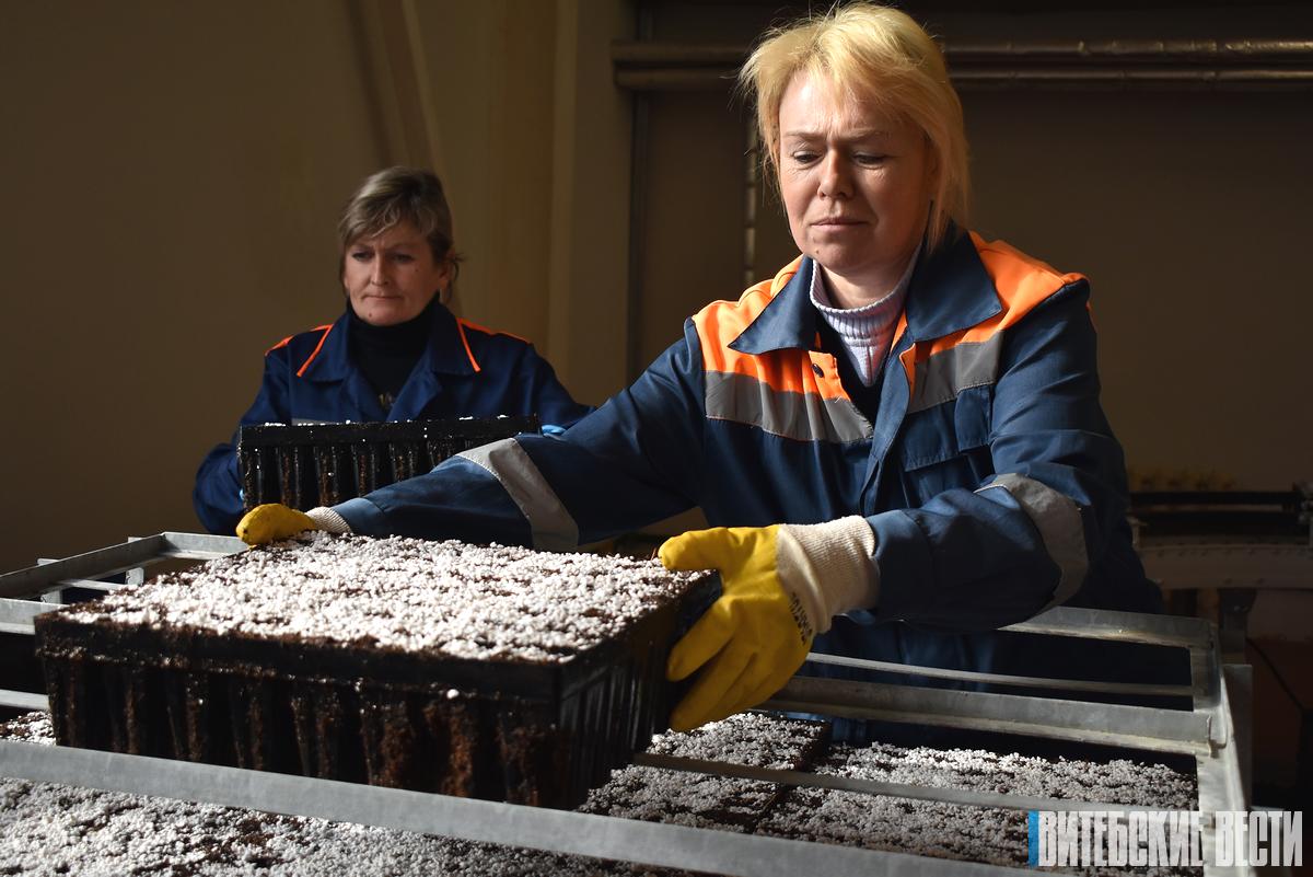 В Глубокском районе ежегодно восстанавливают лес на 140 гектарах прошлогодних вырубок