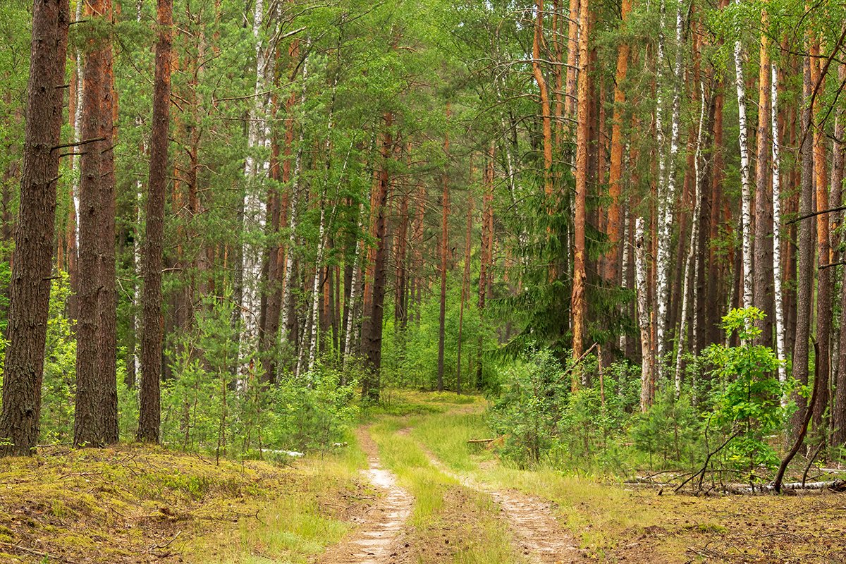 Ограничения на посещение лесов введены во всех районах Витебской области 