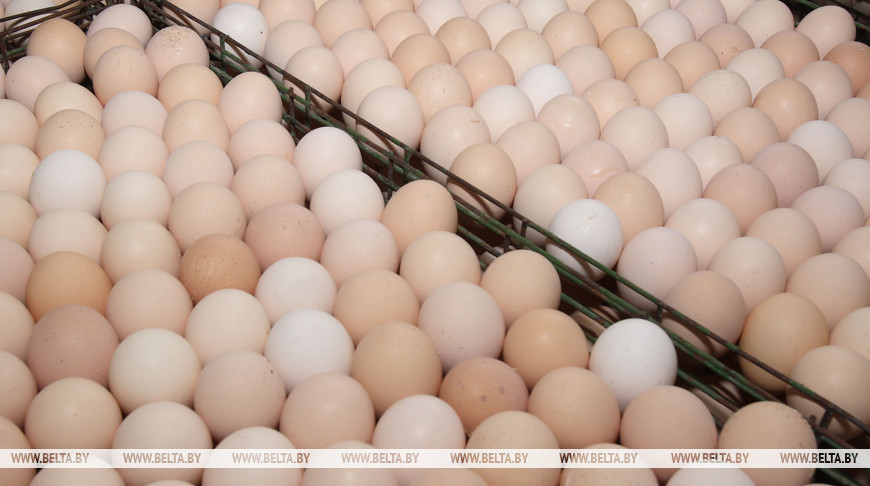 Производство сельхозпродукции в Витебской области за январь-июль возросло на 7,4%