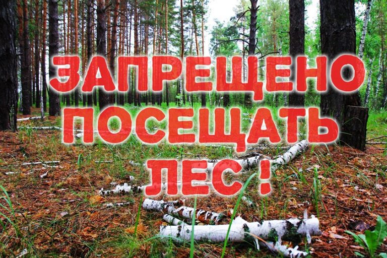 В конце лета в Витебской области посещение леса под запретом 
