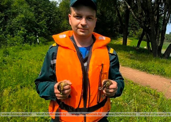 В Лиозненском районе спасли утят 