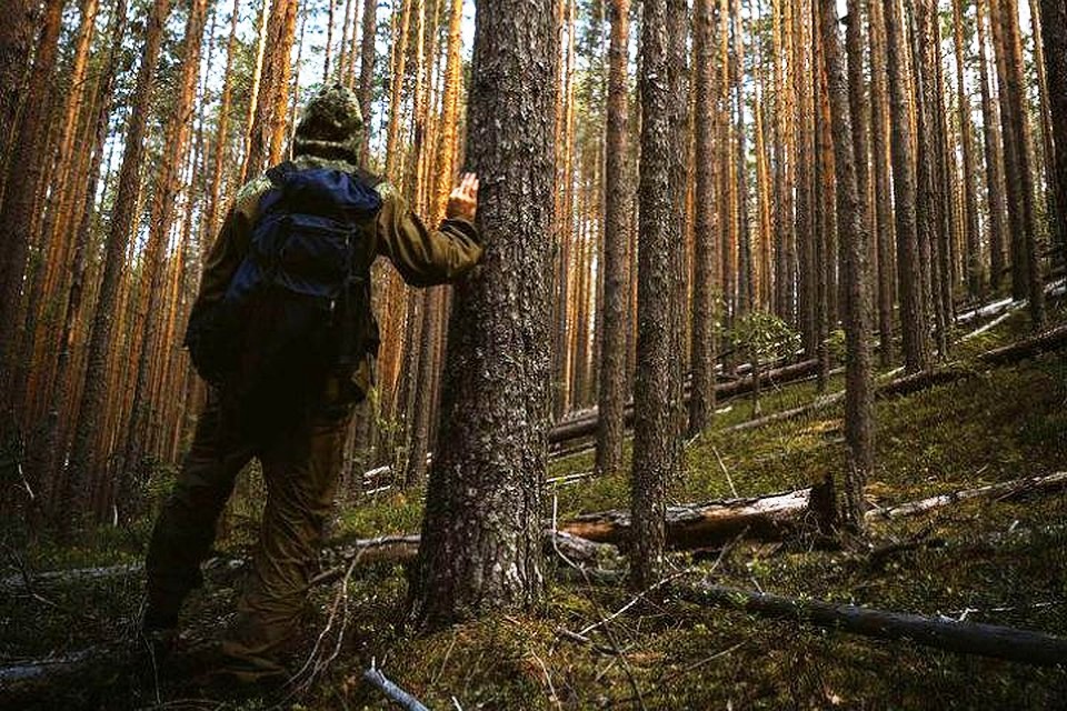 В Витебском районе ищут потерявшегося в лесу мужчину