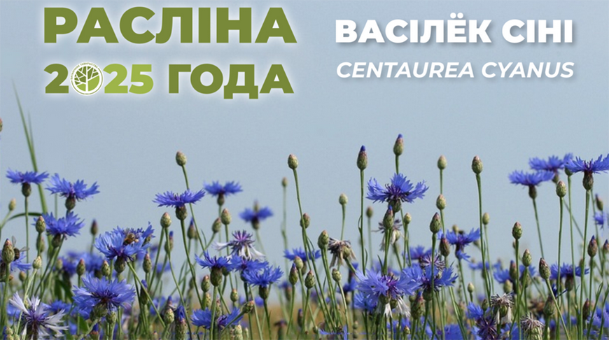 В Беларуси подвели итоги конкурса "Растение 2025 года"