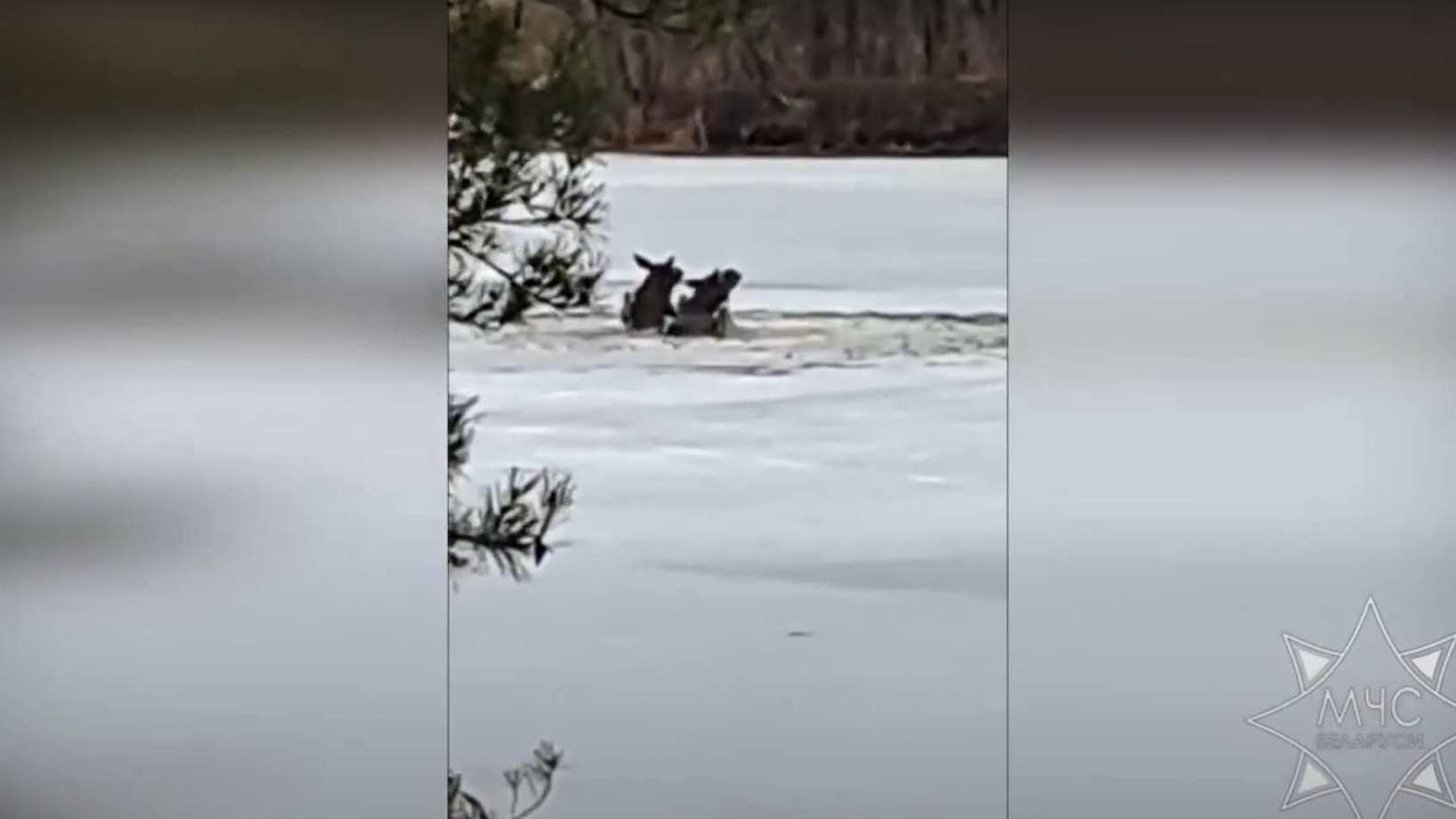 В Полоцком районе спасатели помогли выбраться на берег двум провалившимся лосям
