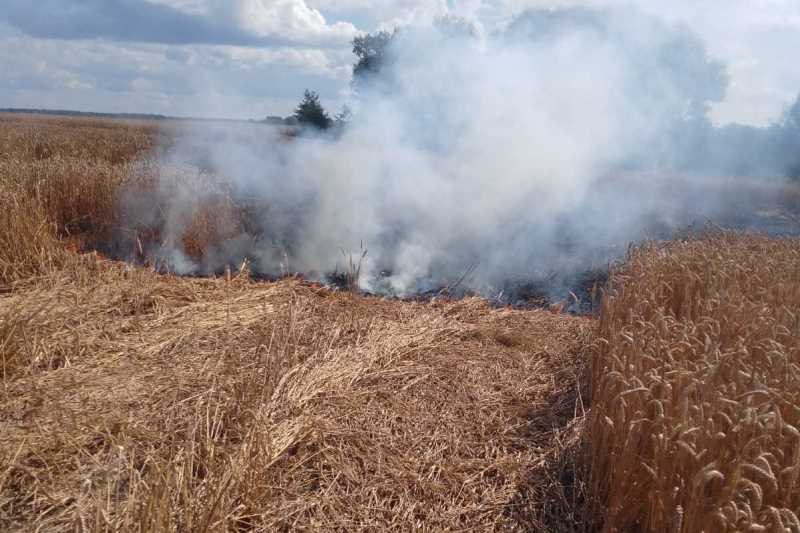 В Витебском районе сотрудники МЧС оперативно ликвидировали горение поля с пшеницей. Урожай не пострадал 