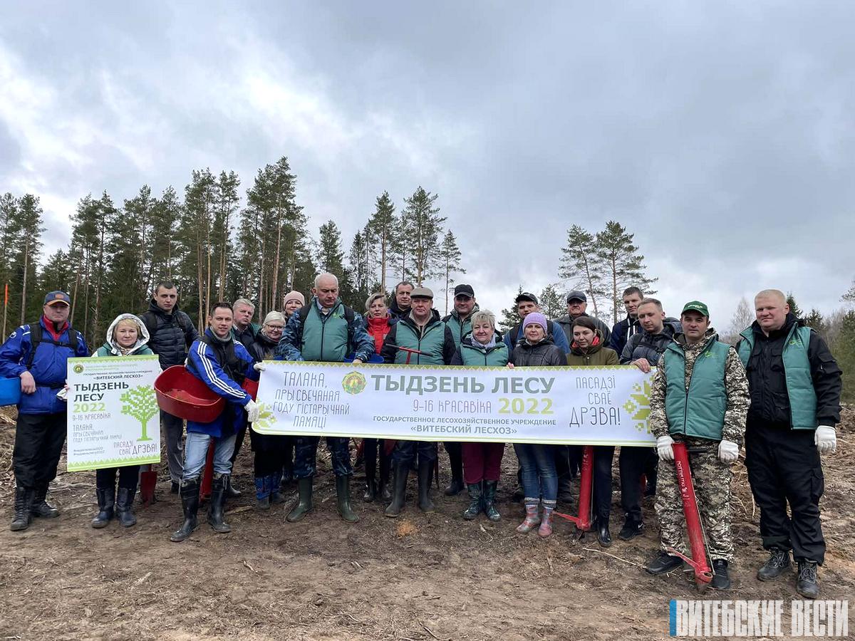 Более 600 га лесных культур высадили в Витебской области в рамках республиканской акции «Неделя леса-2022»
