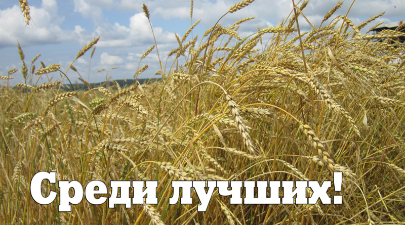 Кто в Чашникском районе является передовиками на уборочной?