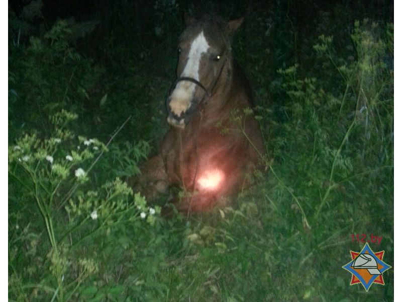 Провалившуюся в яму лошадь спасли сотрудники МЧС в Ушачском районе 