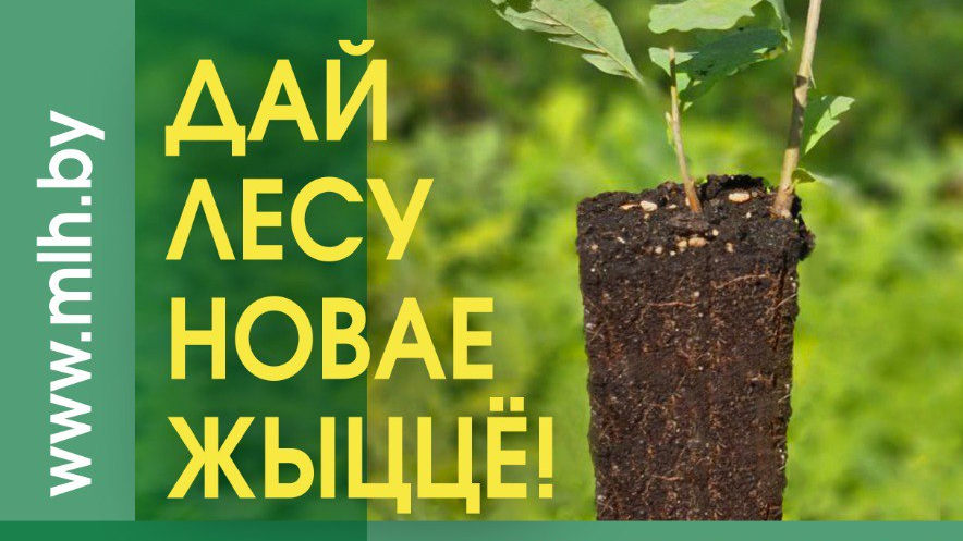 Около 300 профактивистов Витебской области примут участие в республиканской акции “Дай лесу новае жыццё!”