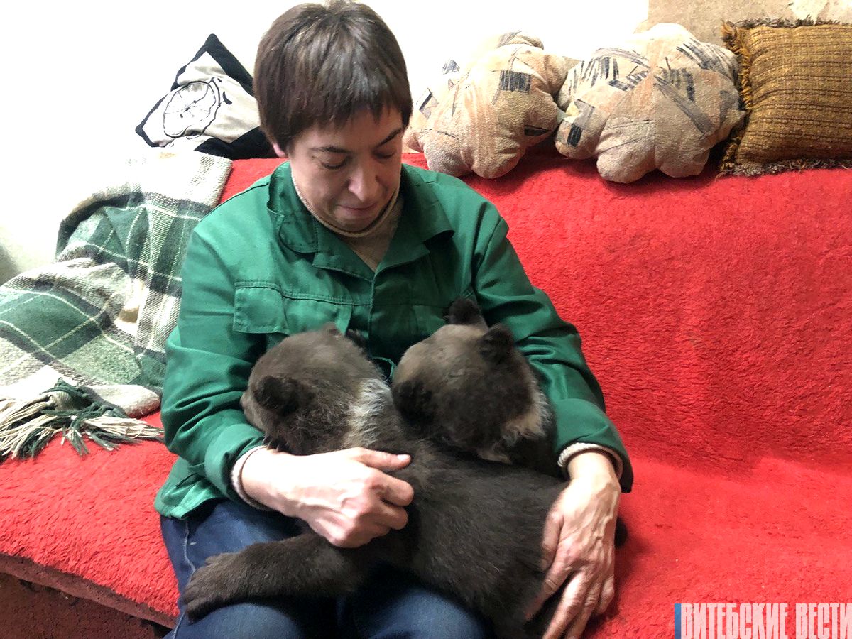 Медвежатам, вынужденно изъятым из природы, обеспечивают круглосуточную реабилитацию в Витебском зоопарке