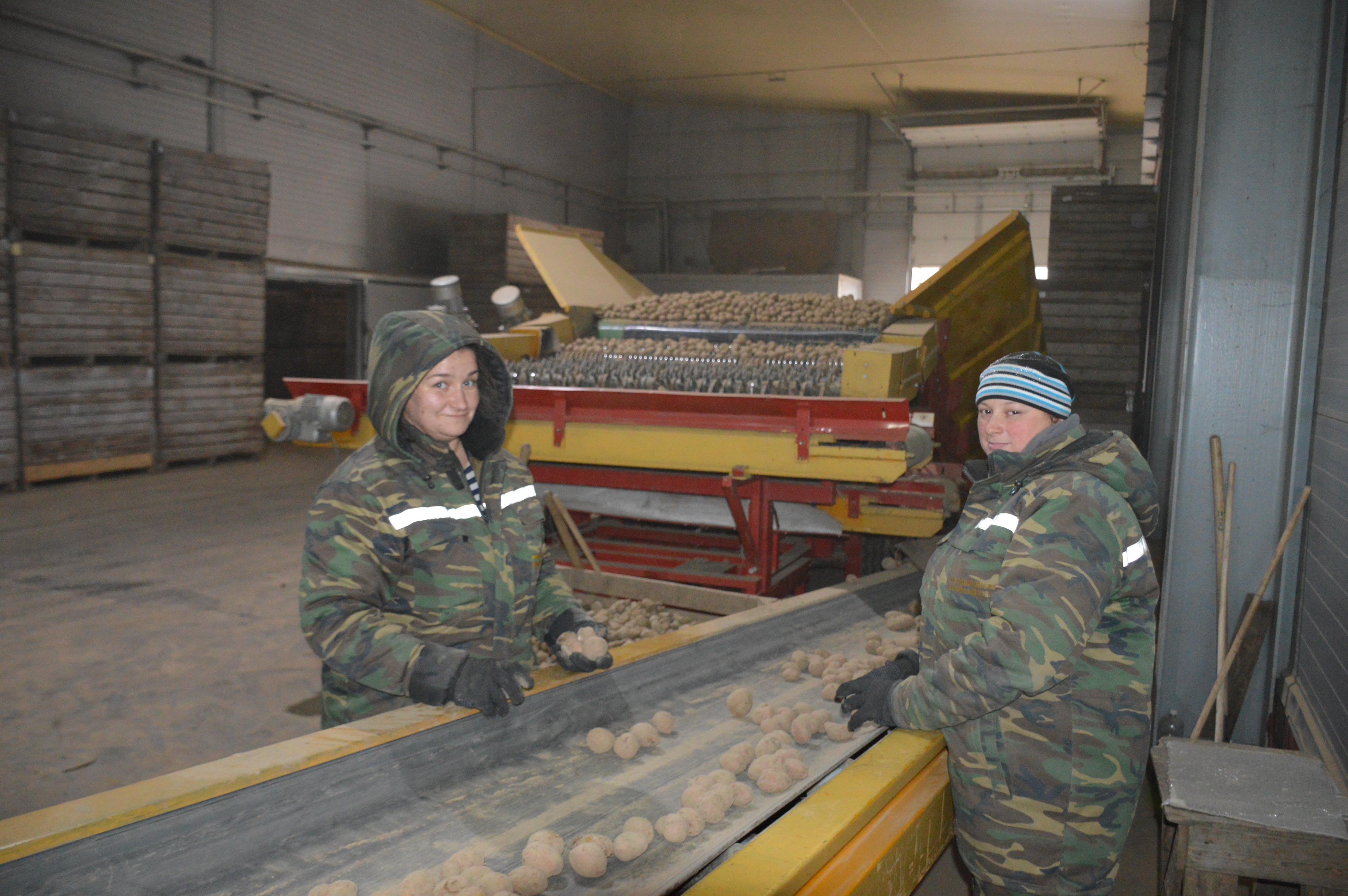 Толочинский консервный завод планирует расширять площади под картофель и возводить еще одно картофелехранилище