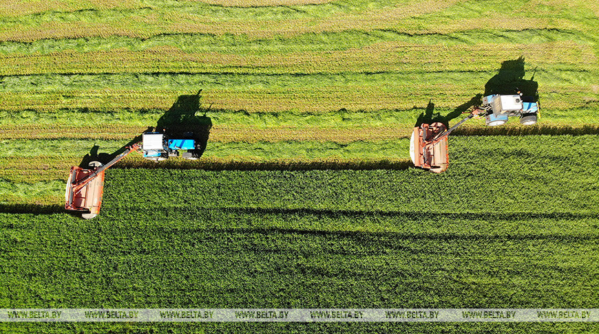 В Витебской области первый укос проведен на 77,7% запланированных площадей