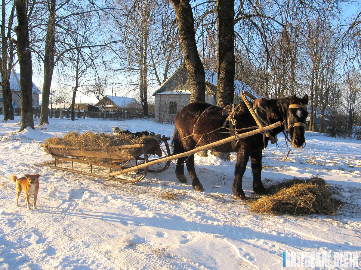 Численность лошадей в сельскохозяйственных организациях Витебской области сокращается. В чем проблема?