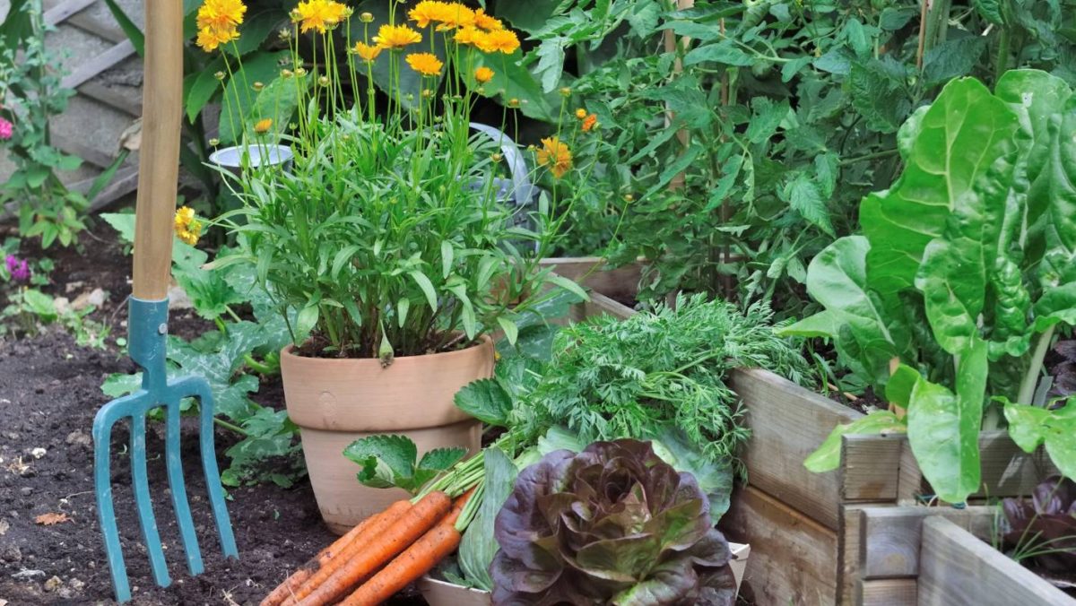 Какие огородные культуры любят тень, чтобы их можно было правильно разместить на участке?