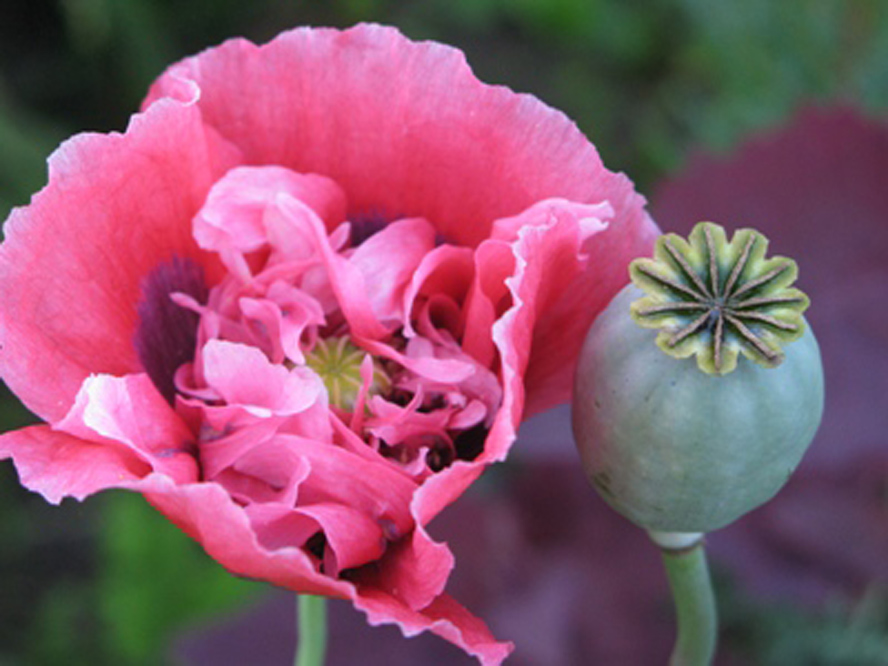 Более 90 кг дикорастущего мака уничтожили милиционеры в Глубокском районе