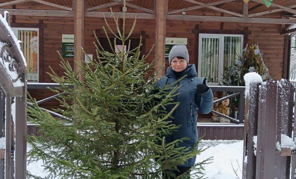 В лесхозах и лесничествах Витебской области заработали елочные базары