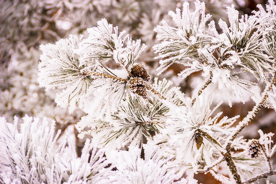 Погода в Витебске на 5 января: мокрый снег и до -3°C
