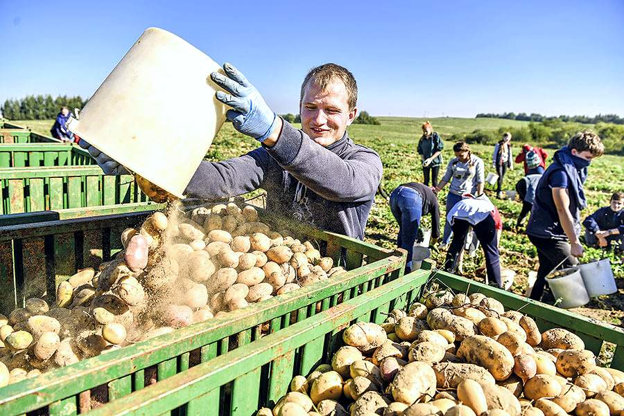 Учащаяся молодежь участвует в уборке картофеля в «Рудаково» Витебского района 