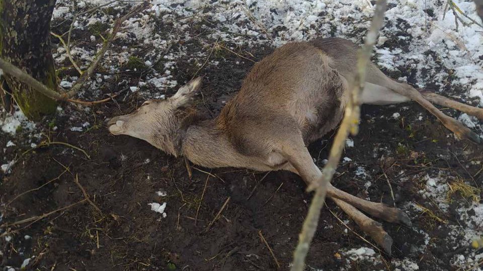 В Миорском районе задержали браконьера