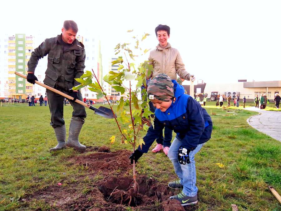 На городском субботнике в Витебске высадили деревья в молодых микрорайонах