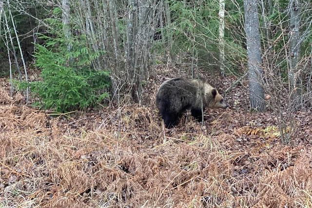 В Полоцком районе очевидцы заметили прогуливающегося вдоль Минской трассы медведя