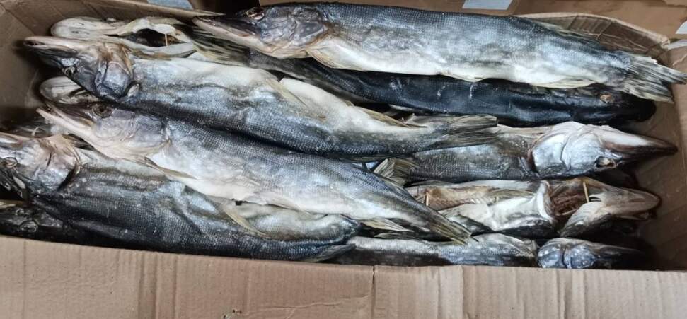 В торговых точках Орши и Барани выявлена опасная рыба