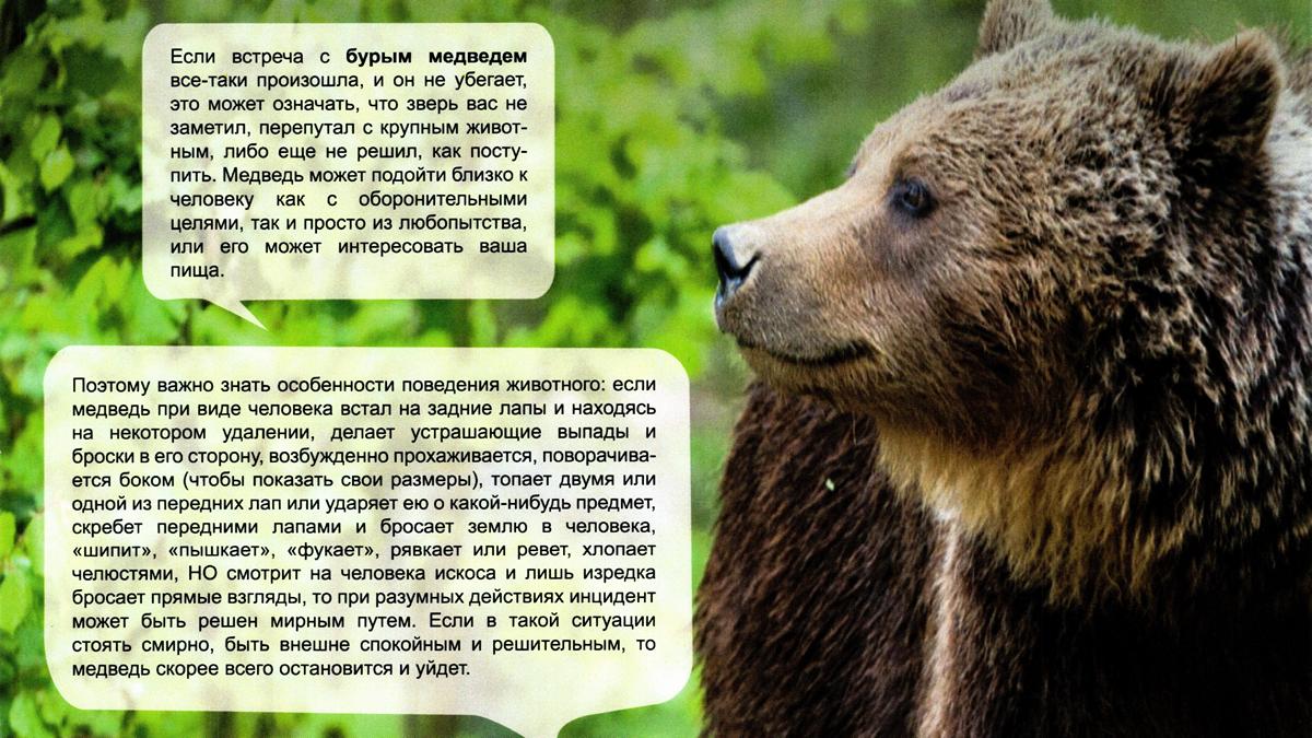 Министерство природных ресурсов и охраны окружающей среды рекомендует ознакомиться с правилами поведения в лесу при возможной встрече с дикими животными