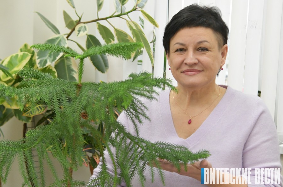 Больше влаги, меньше света: витебчанка Ирина Супрун рассказала, как ухаживать за экзотической араукарией