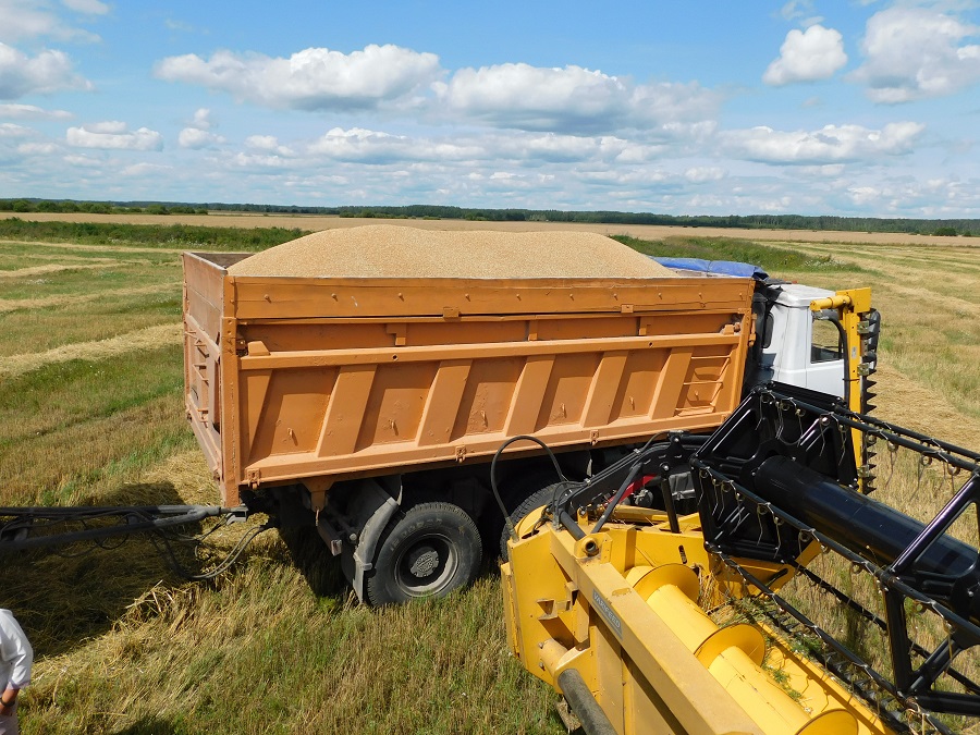 Пастаўскае аграпрамысловае аб'яднанне на мінулым тыдні закончыла уборку рапсу 