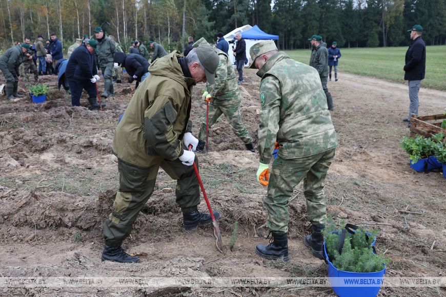 Лукашенко дал старт республиканской акции по восстановлению леса, пострадавшего после стихии