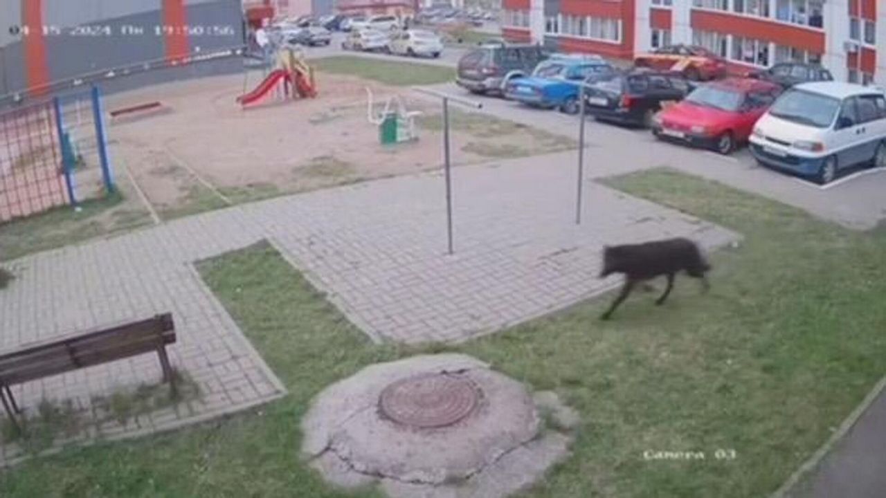 Волк, бродивший по улицам Витебска и его окрестностям, обезврежен