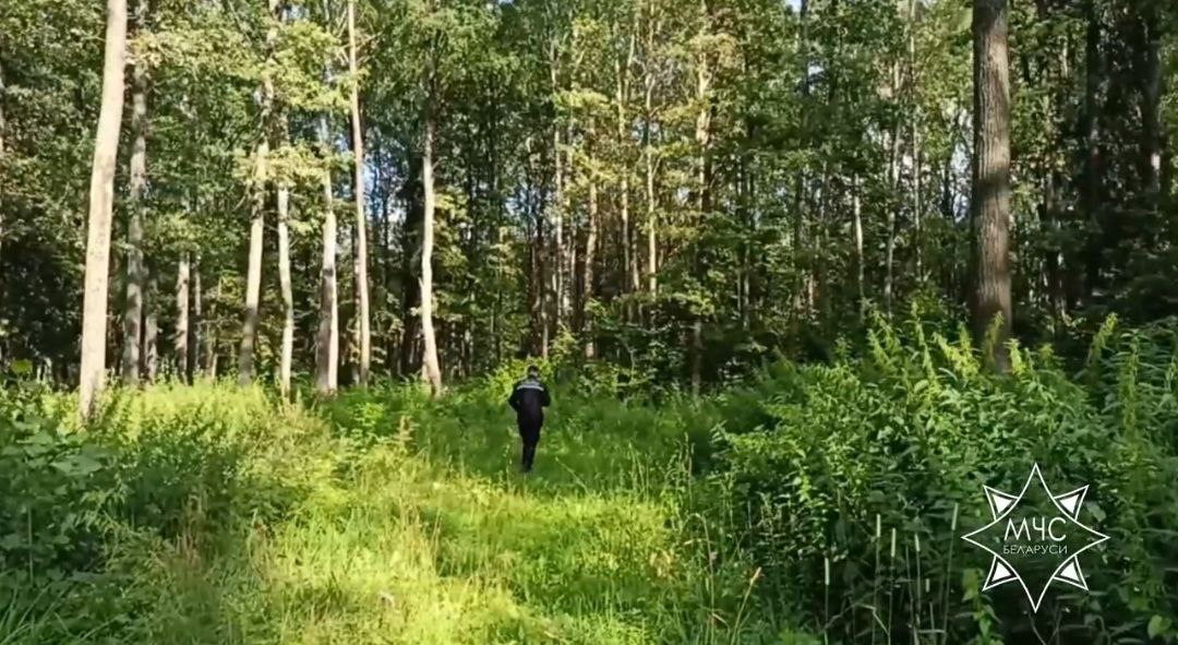 Дети, потерявшиеся в лесном массиве Витебска, найдены