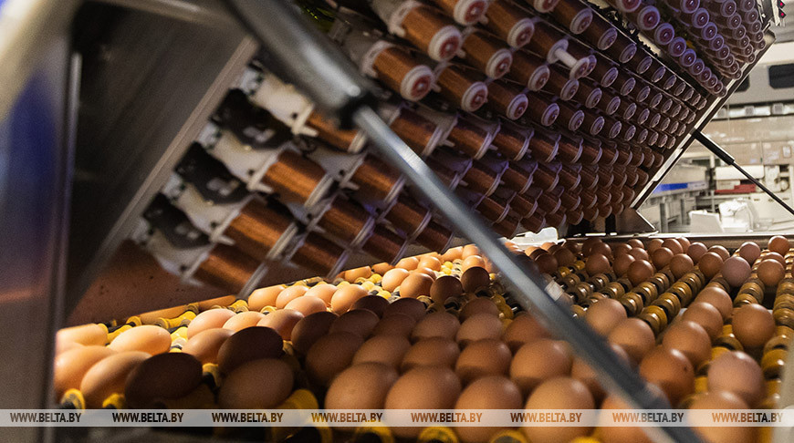 Производство сельхозпродукции в Беларуси в январе-сентябре выросло на 4,9%