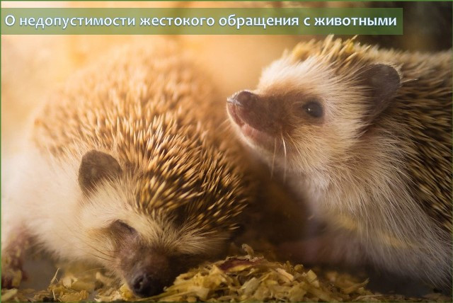 В Беларуси все чаще фиксируются случаи жестокого обращения с животными. Минприроды напомнило про наказание 