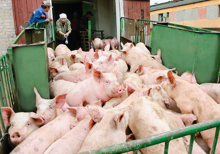 5 ультрасовременных свиноводческих репродукторов построят в Витебской области