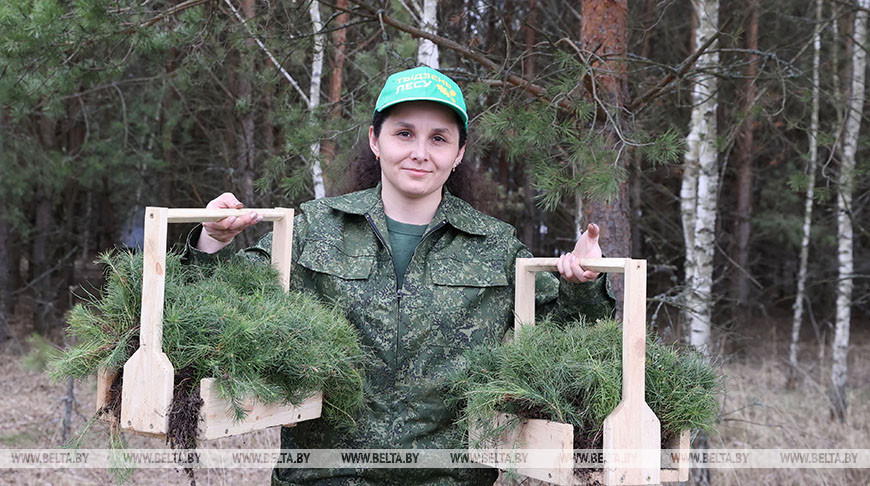 Более 36 миллионов деревьев высадили в Беларуси во время Недели леса