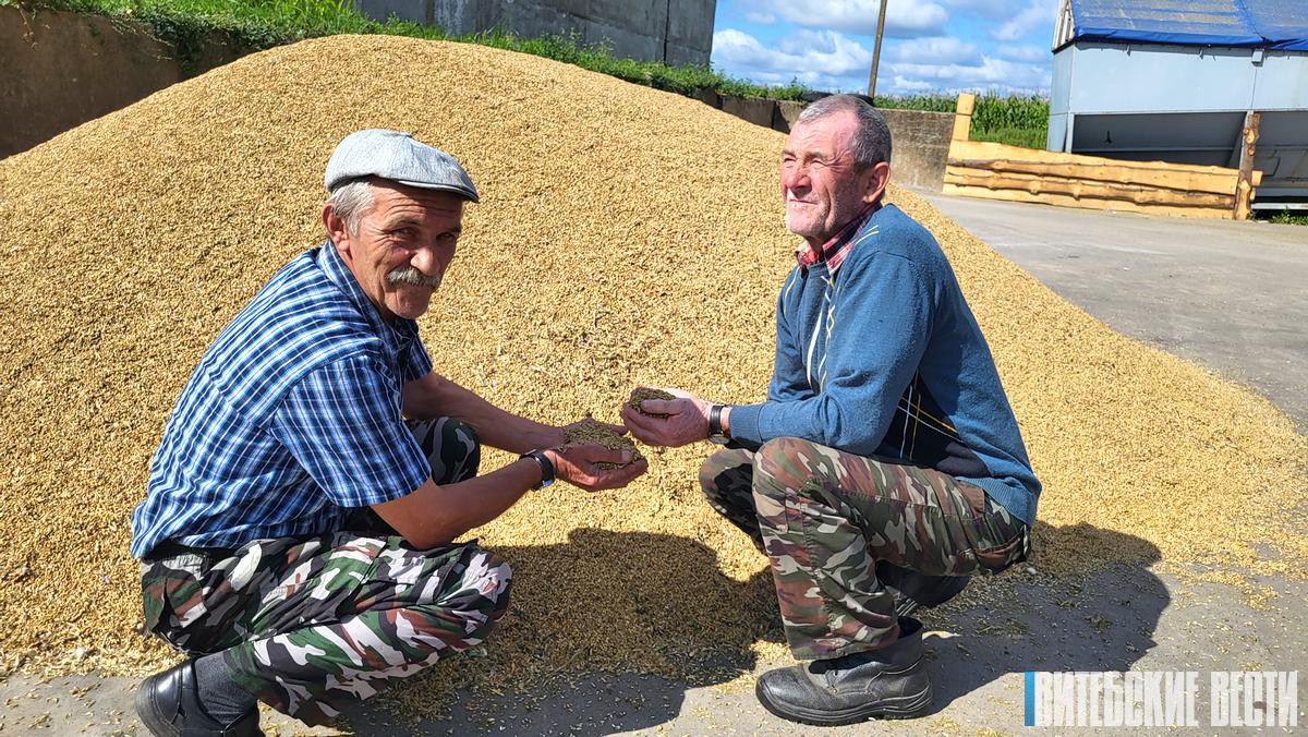«Зерно нового урожая»: как работают операторы зерносушильного комплекса в ОАО „Комсомольская правда“ Толочинского района