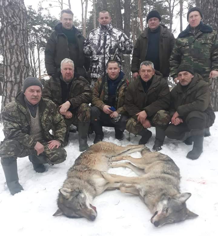 В Нацпарке «Браславские озёра» с успехом ведётся охота на волков