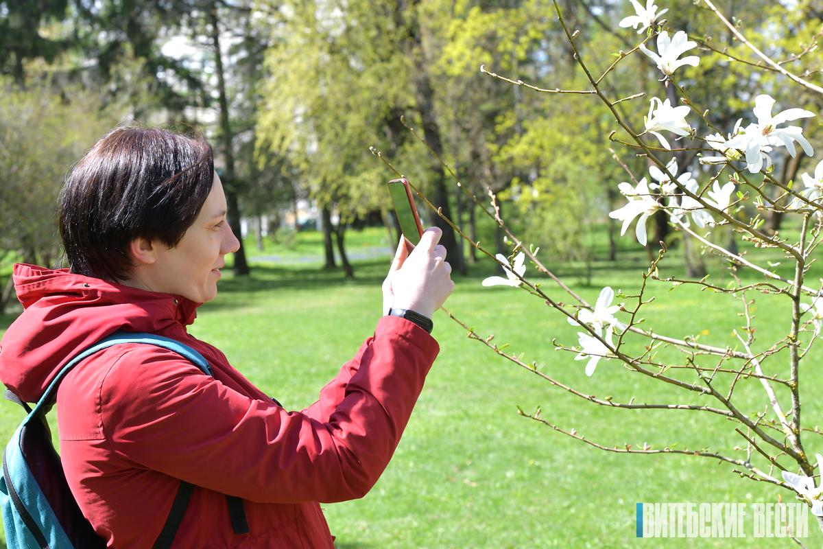 Фотофакт: В Витебском ботаническом саду цветет сакура