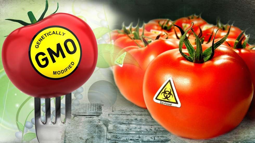 Содержание ГМО более 0,9% в Беларуси будет указываться на упаковке продуктов