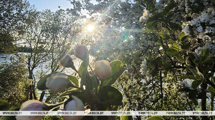 До +22°С и порывистый ветер. Какая погода будет в Беларуси 2 мая